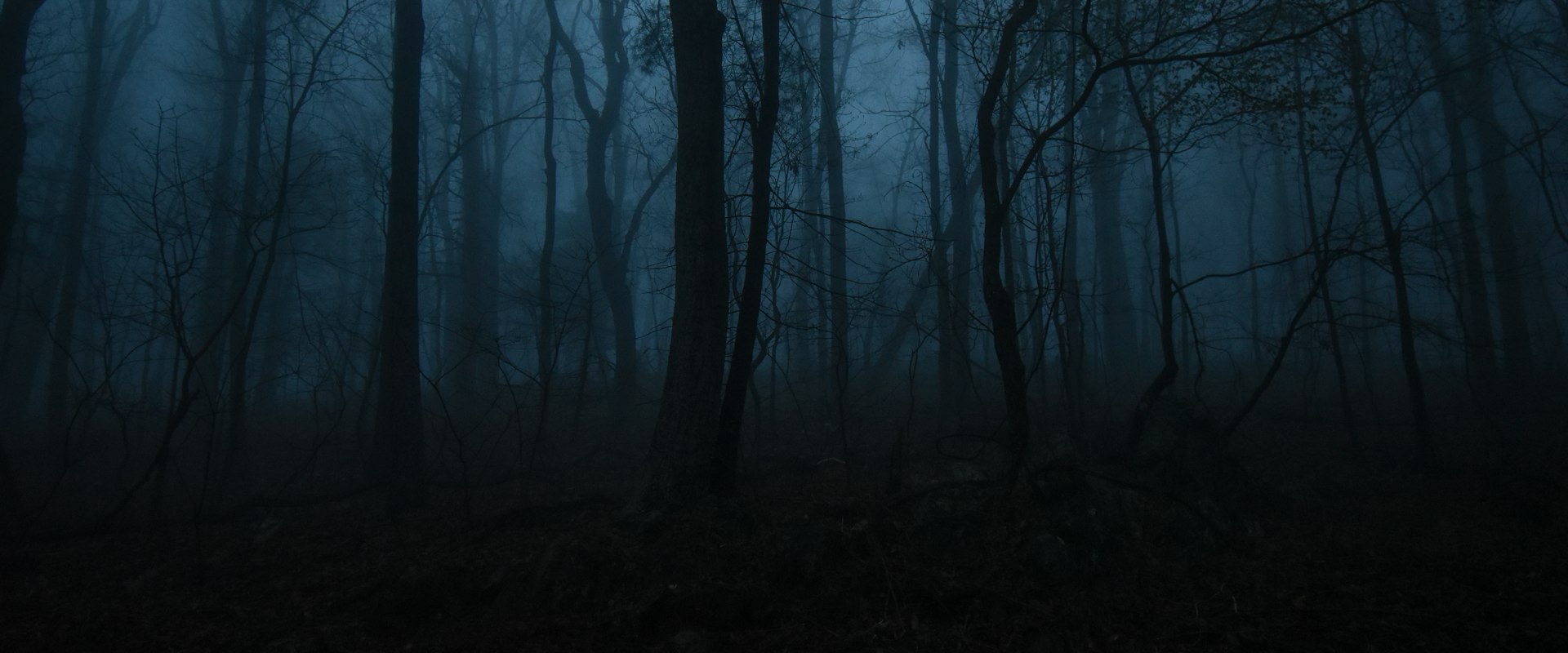 Bare trees fading into blue fog